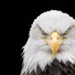 Avian Theory