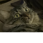 i think my cat is a HUMAN