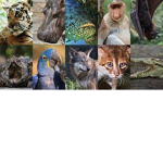 groupe pour les animaux