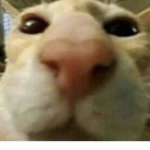 Don’t ask about the title