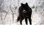 WeReWoLF GAnG 1