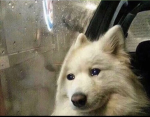 Ice Dog Army