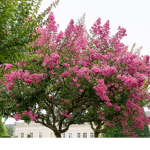 -the flower trees-