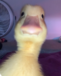 Duck United Kingdom
