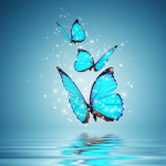 Butterfly Haven