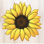 Fun sunflowers