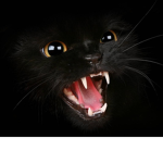 hissingcat