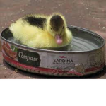 Duck Family