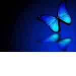 ~.The Butterfly Group.~