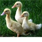 the duck luvers