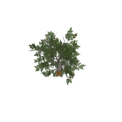Apple tree