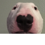 Dogo dudes