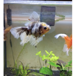 TheGoldFishGalls