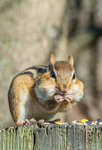 The Chipmunk Clan,