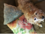 Dog managed