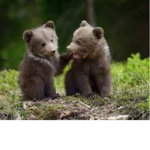 #Bears squad