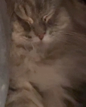 BeanBurritoCat