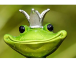 Master Frog