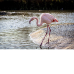 Flamingo Kingdom!!!