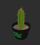 ON CACTUS SHOP