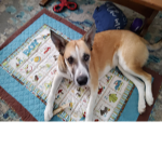 JustLookAtMyDog