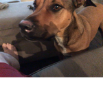 Super cute dog