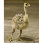 Ostrich <3