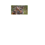 Tigers143123