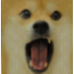 THE DOGES ASSEMBLE