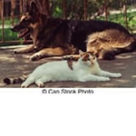 Animal ###### | Furrys only