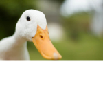 The Duck Empire.