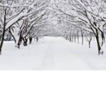 SNOWFALL8