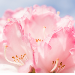 Faling Blossoms