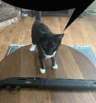 cat_bank