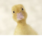 The dinosaurs and ducks