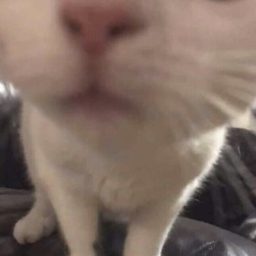 ✦