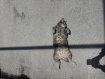 Kitty dreams