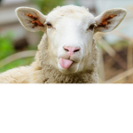 night sheeps