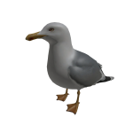 [2/2] Giant Gull