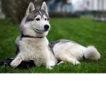 I Love Huskys Group