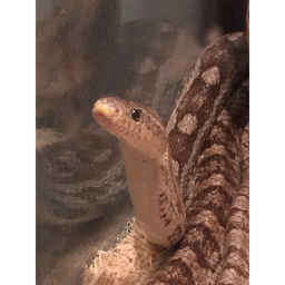 Noodles Memorial