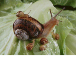 The snail kingdom