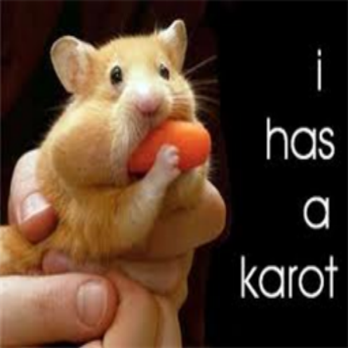 Funny karot hamster Roblox decal