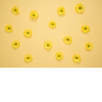 Yellow frogies