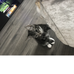 kitty fan!!!!