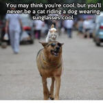 meow arf and coolness