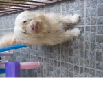 vitololoh :D