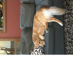 Triple shards