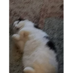 ｃａｔｔｏ (ゔ医-)