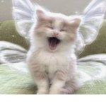 White Feathery Angels